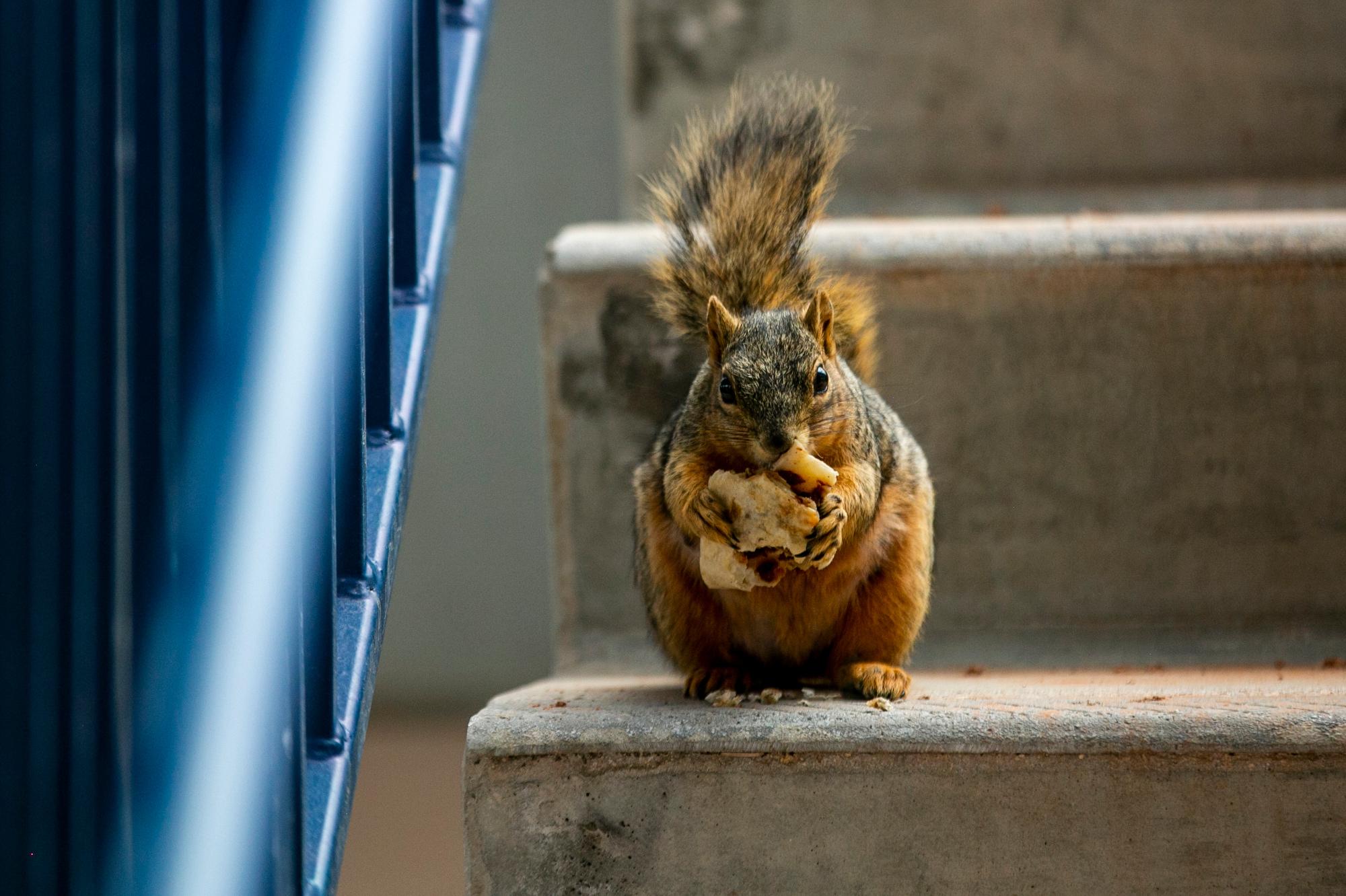 210423-DENVER-SWANSEA-ELYRIA-TACO-SQUIRREL