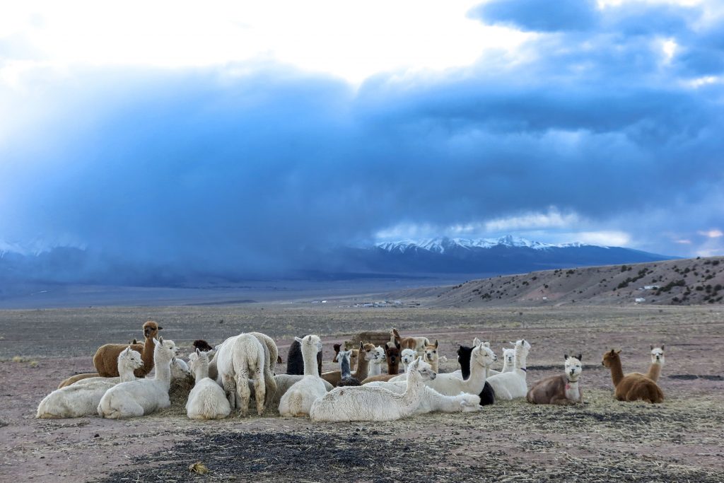 Alpacas lounge at the Tenacious Unicorn Ranch as weather rolls in over the Sangre de Cristo Mountains on April 27, 2021.