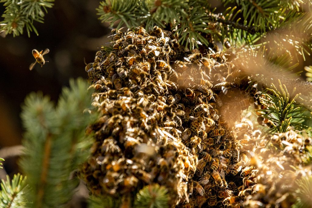 A bee swarm in Platt Park. April 29, 2021.