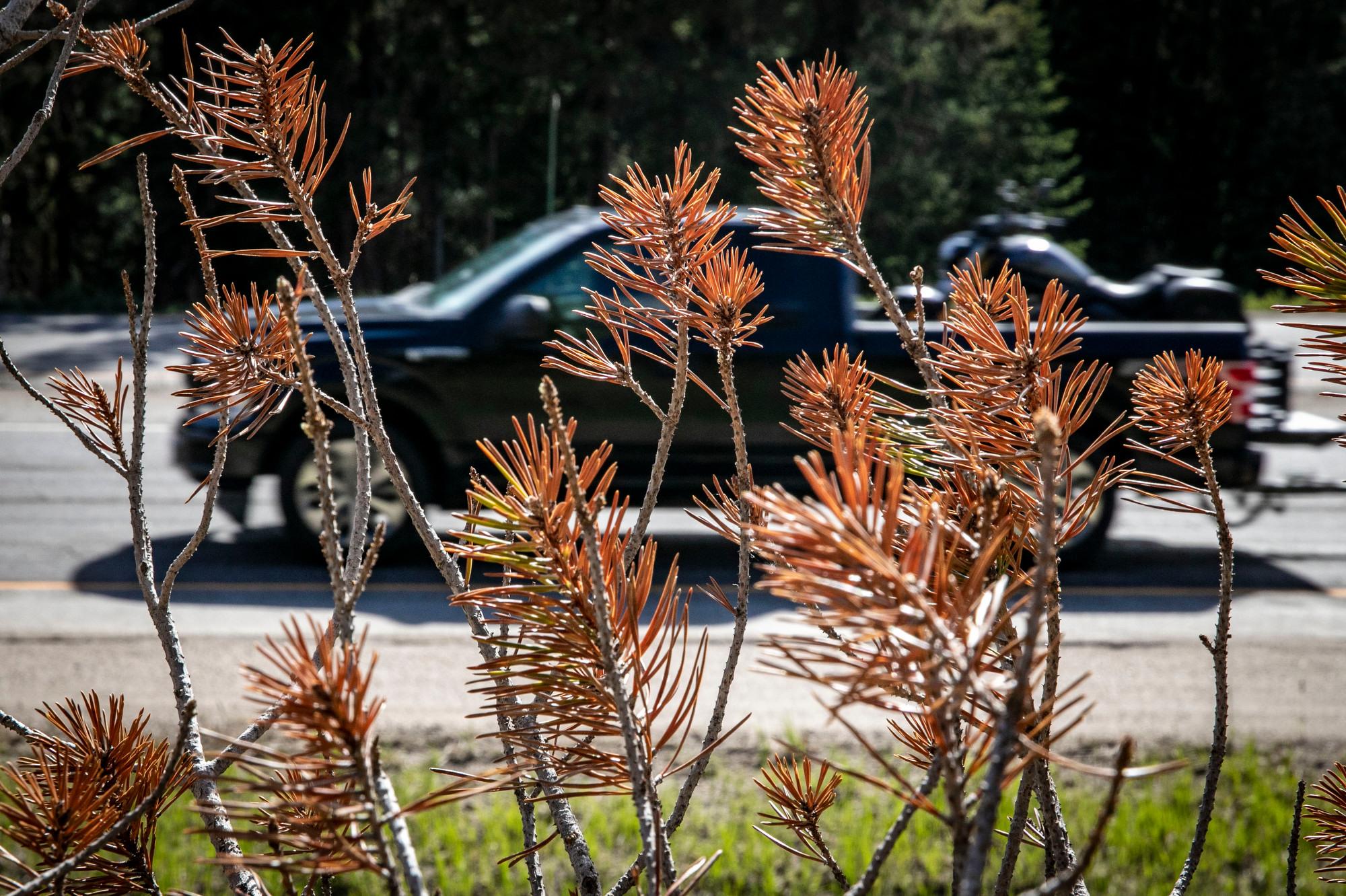 ROAD-SALT-DAMAGED-TREES-I-70-VAIL-PASS