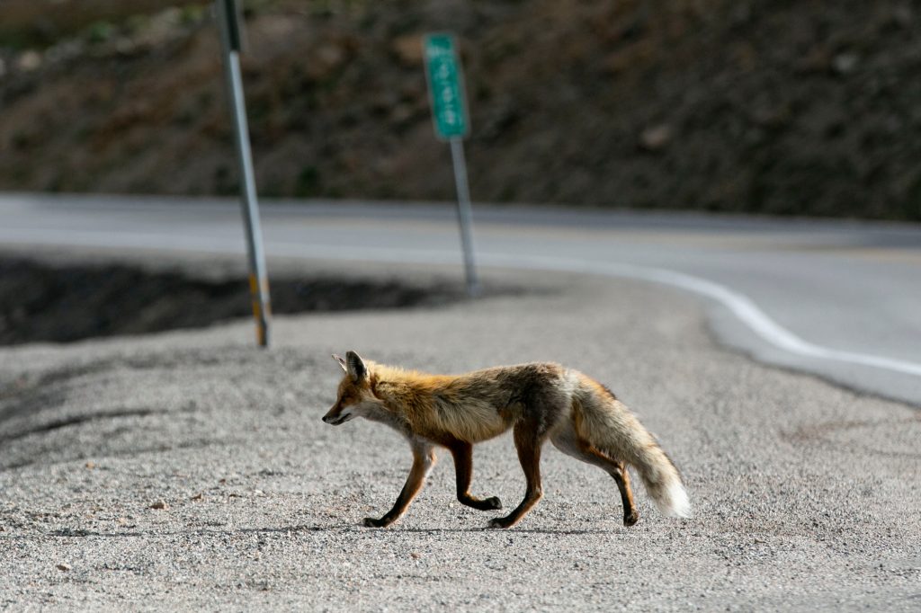 RED-FOX-LOVELAND-PASS-CONTINENTAL-DIVIDE