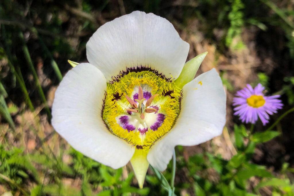 HIKING-WILDFLOWERS-MARIPOSA-LILIES