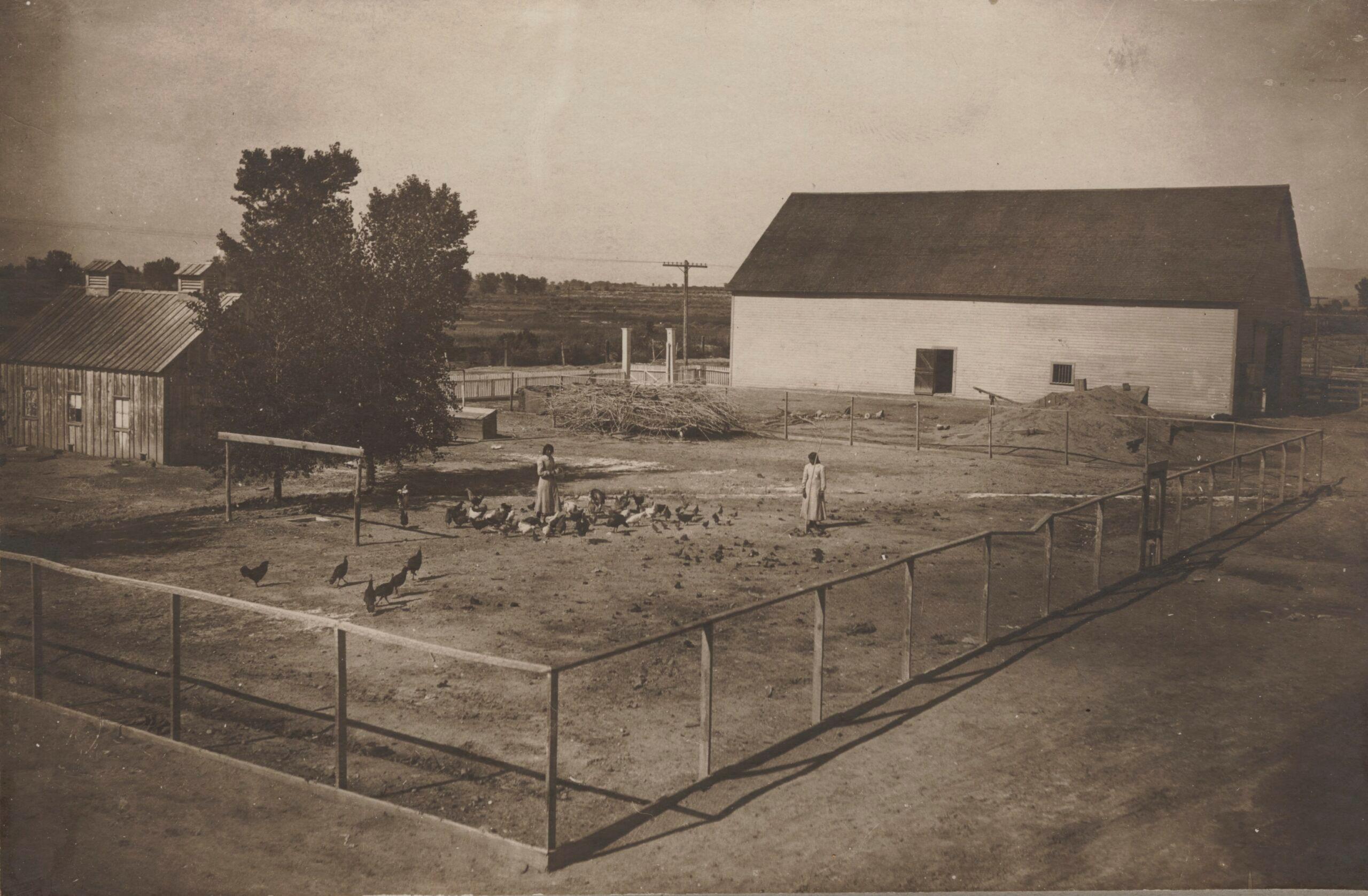 Feeding the Poultry at the Teller Institute