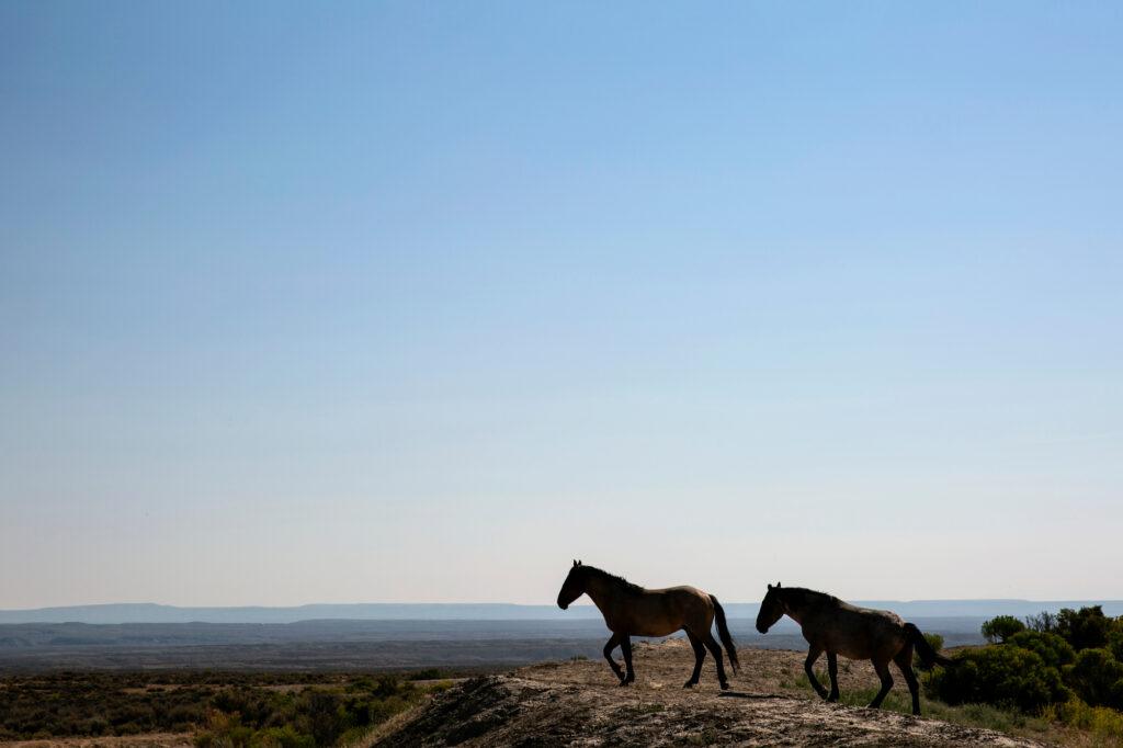 SAND-WASH-BASIN-WILD-HORSES-AUGUST-2018