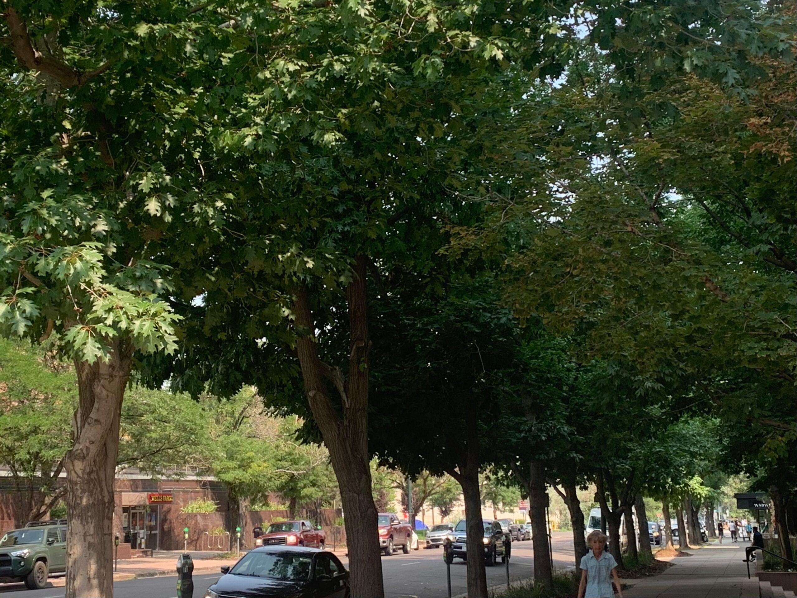 Trees in Denver