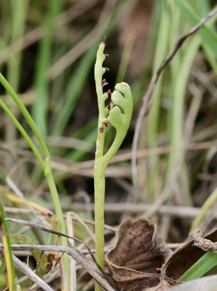 Wishbone Moonwort