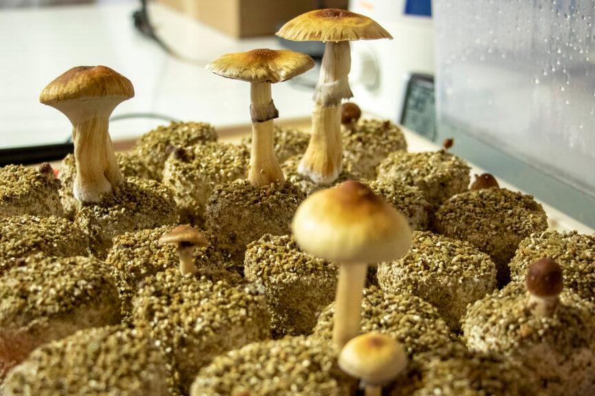 Psilocybin mushroom cultivation, May 29, 2019. (Kevin J. Beaty/Denverite)