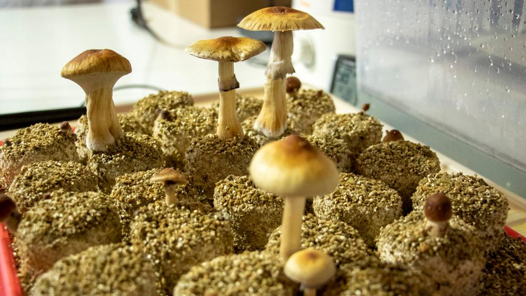 Psilocybin mushroom cultivation, May 29, 2019. (Kevin J. Beaty/Denverite)