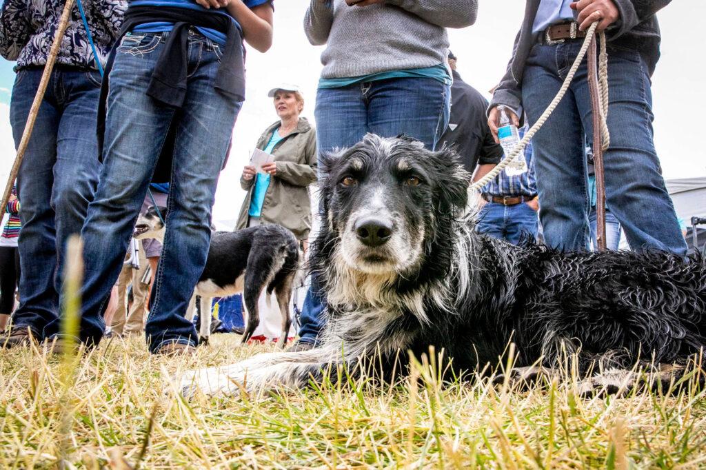 210911-MEEKER-SHEEPDOG-TRIALS