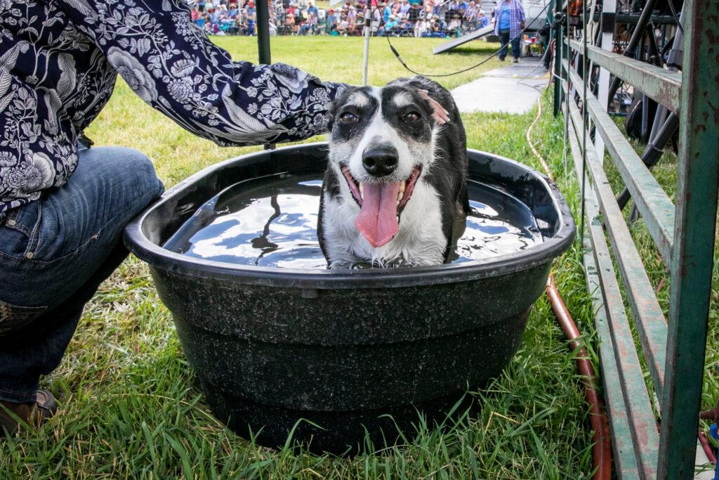 210911-MEEKER-SHEEPDOG-TRIALS