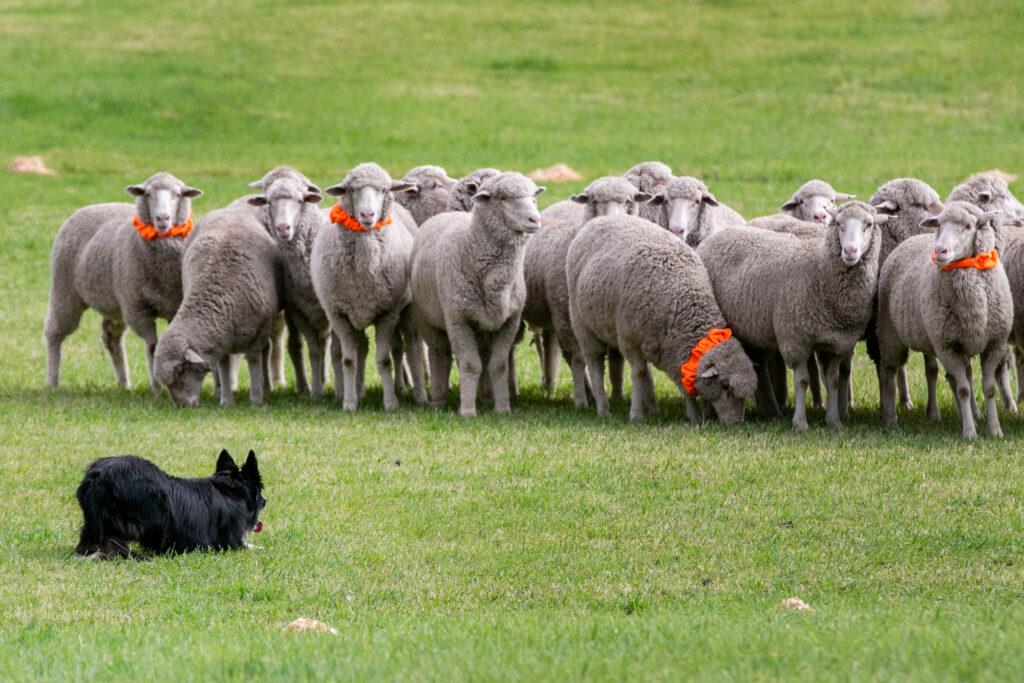 210911-MEEKER-SHEEPDOG-TRIALS