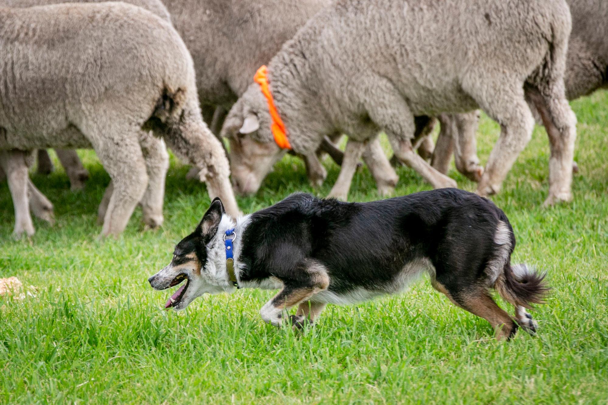 210911-MEEKER-SHEEPDOG-TRIALS