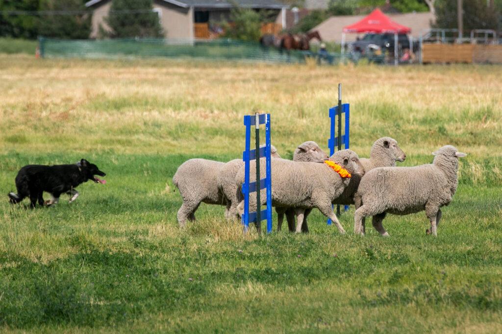 210911-MEEKER-SHEEPDOG-TRIALS