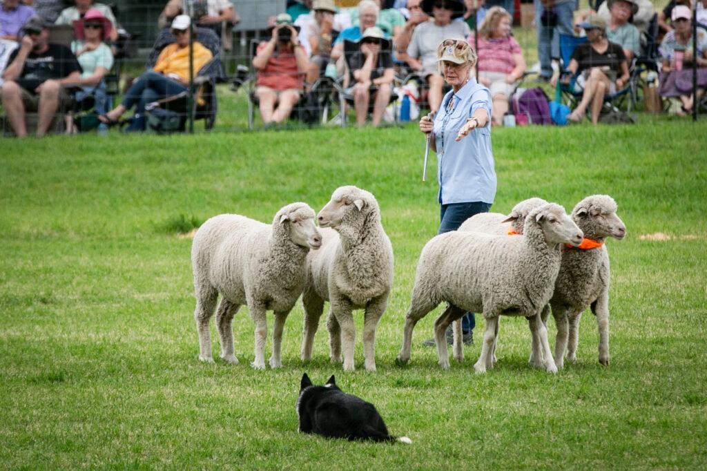 210911-MEEKER-SHEEPDOG-TRIALS