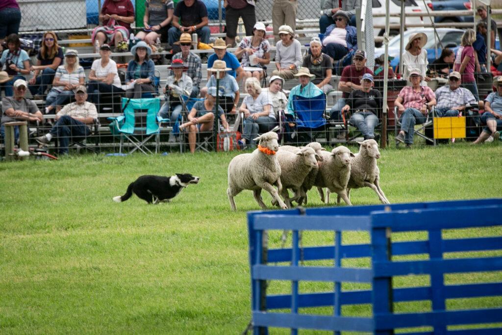 210911-MEEKER-SHEEPDOG-TRIALS