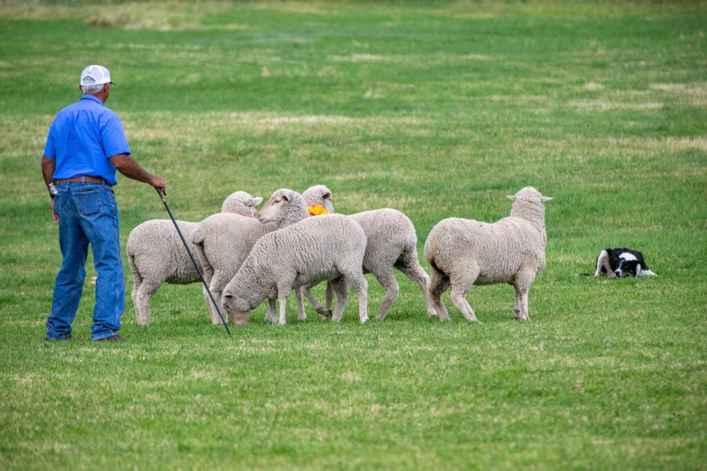 210911-MEEKER-SHEEPDOG-TRIALS