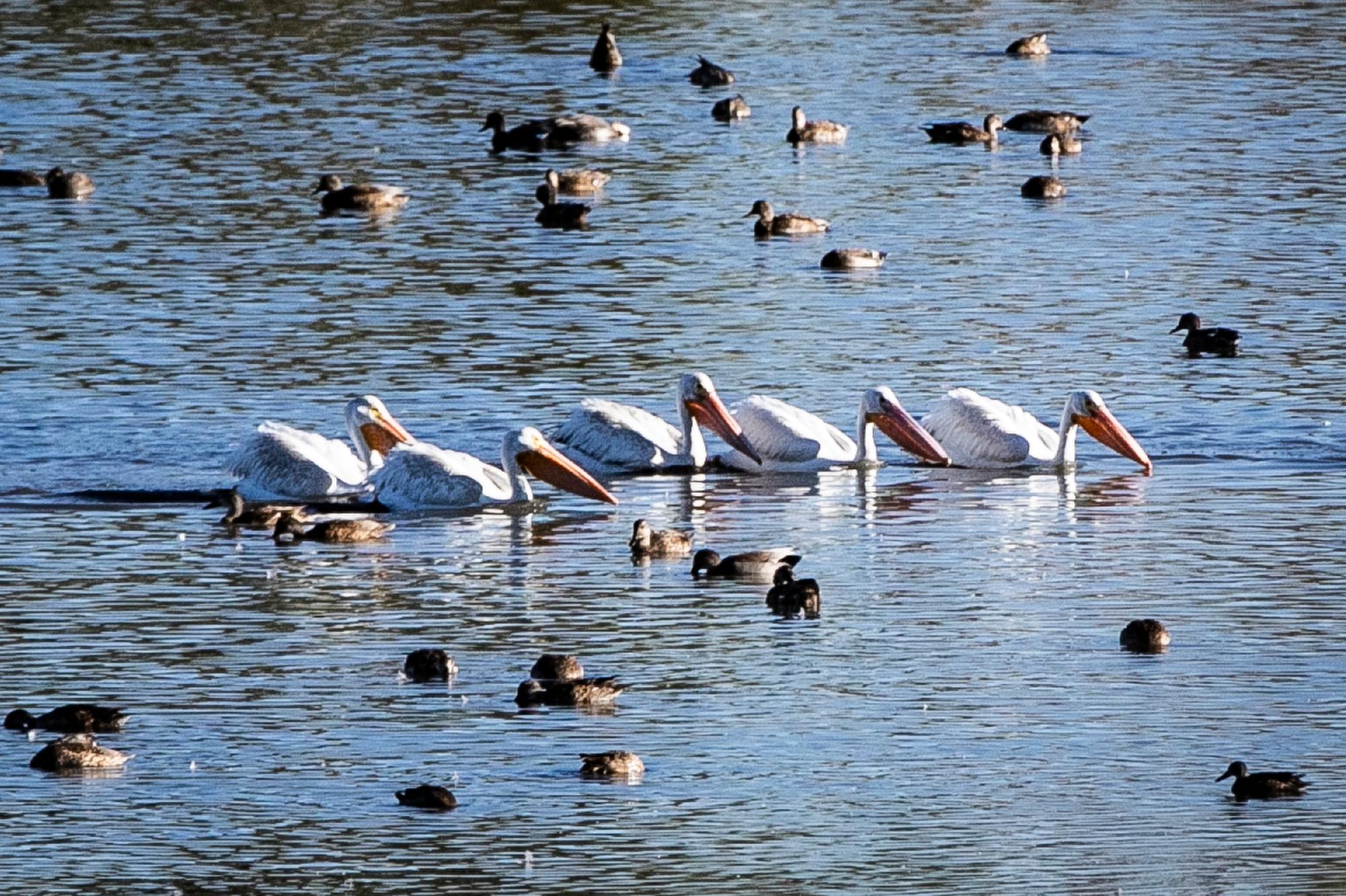 210921-PELICANS-ROCKY-MOUNTAIN-ARSENAL-NATIONAL-WILDLIFE-REFUGE