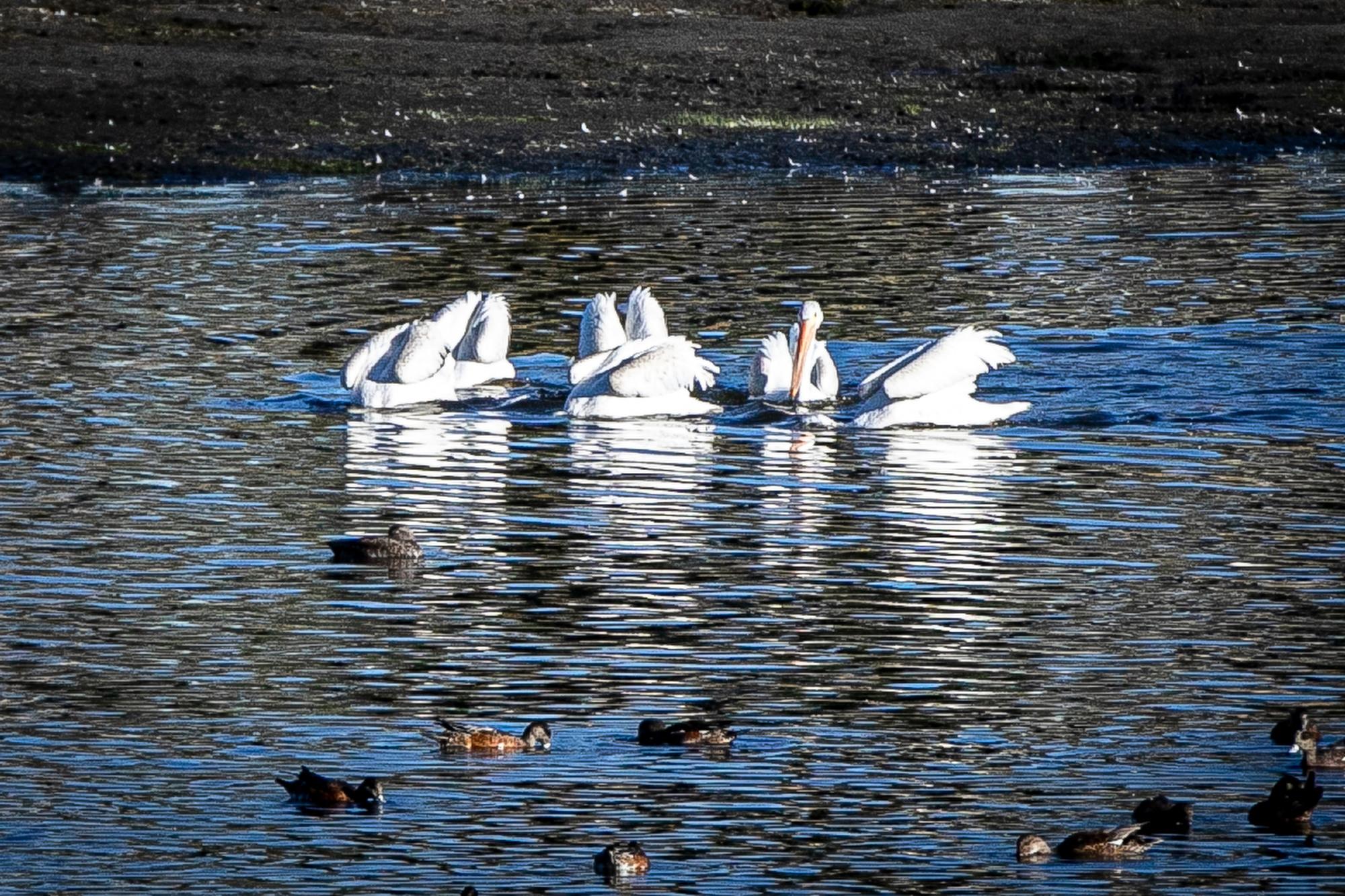 210921-PELICANS-ROCKY-MOUNTAIN-ARSENAL-NATIONAL-WILDLIFE-REFUGE