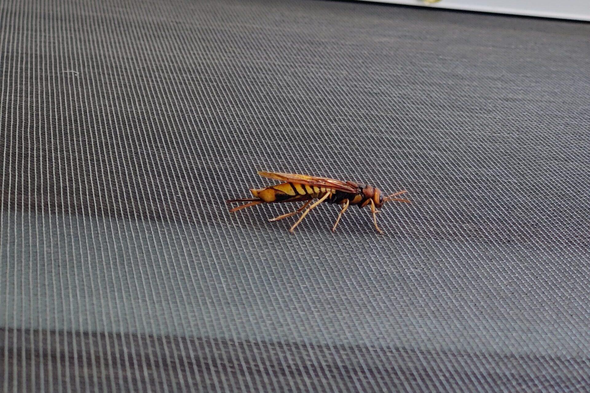 Hornet Wasp