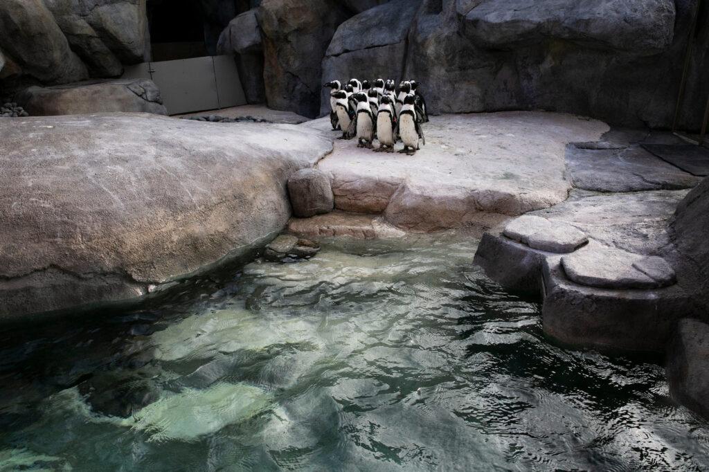 211001-DENVER-ZOO-AFRICAN-PENGUINS