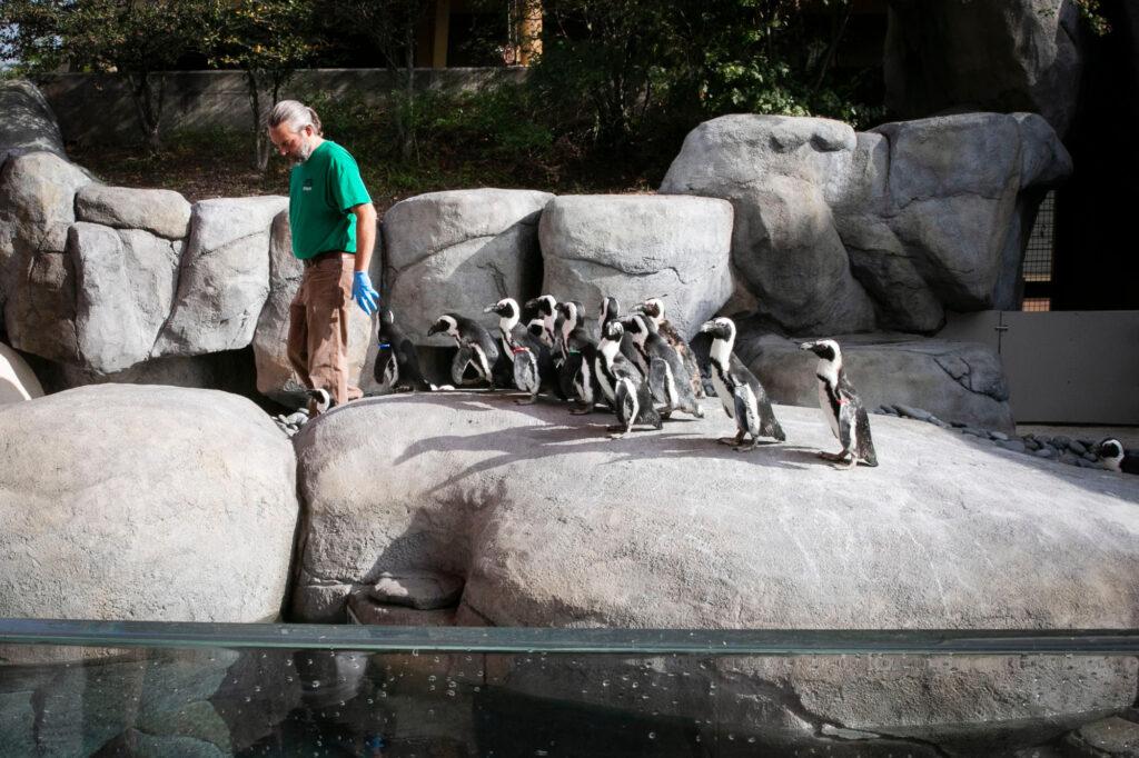 211001-DENVER-ZOO-AFRICAN-PENGUINS