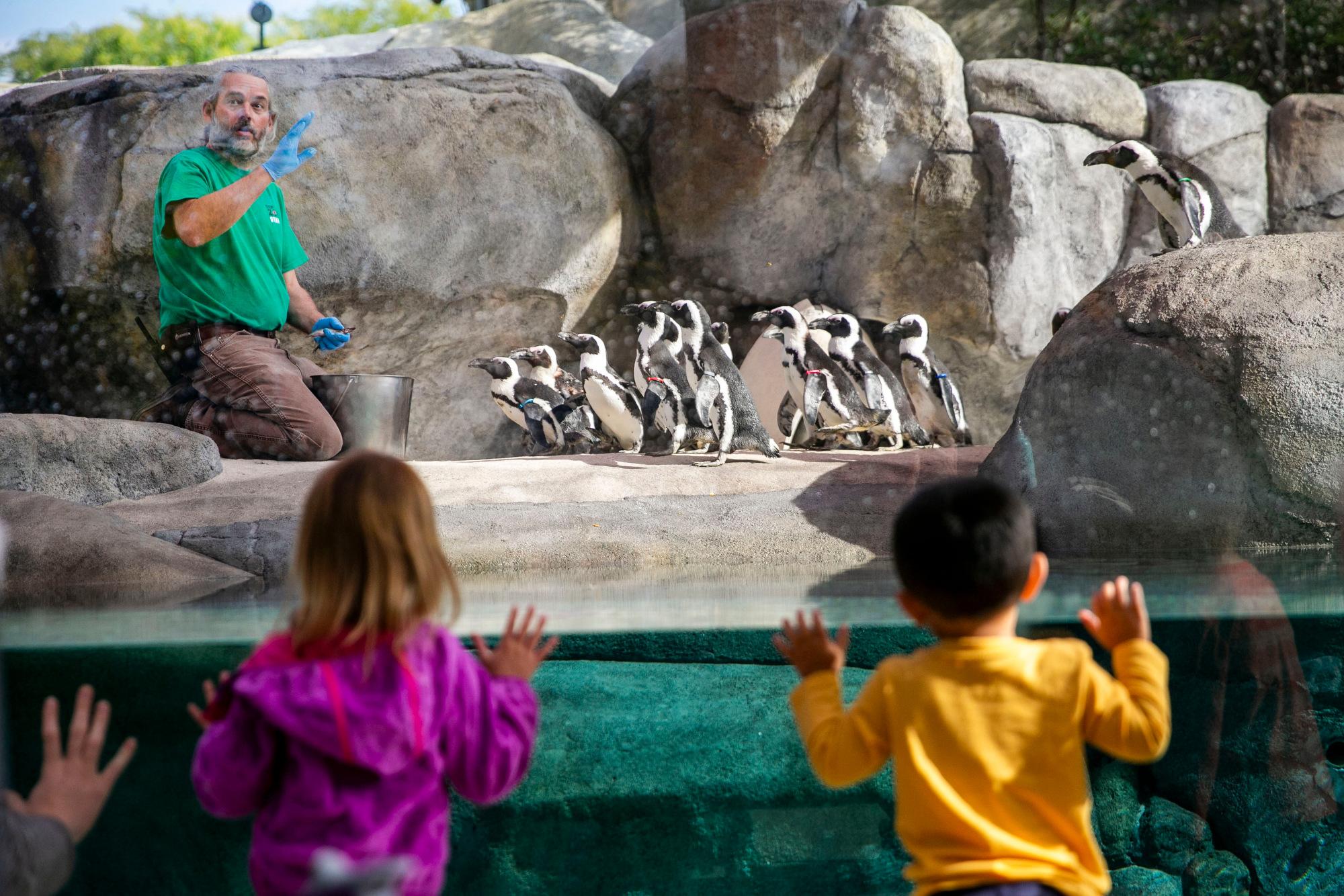 211001-DENVER-ZOO-AFRICAN-PENGUINS