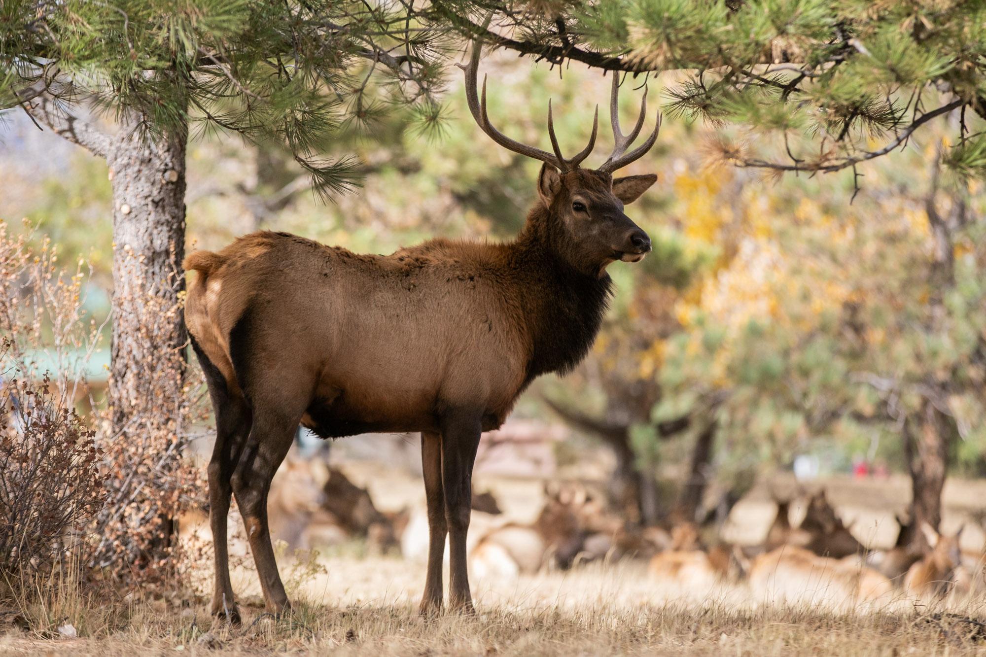 211023-ELK-ESTES-PARK