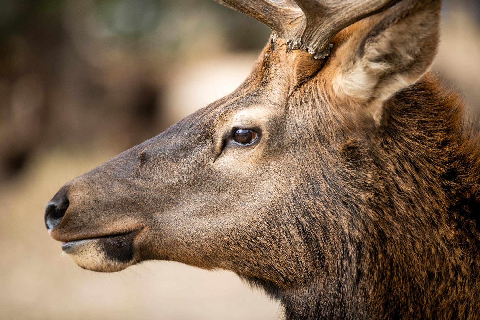 211023-ELK-ESTES-PARK