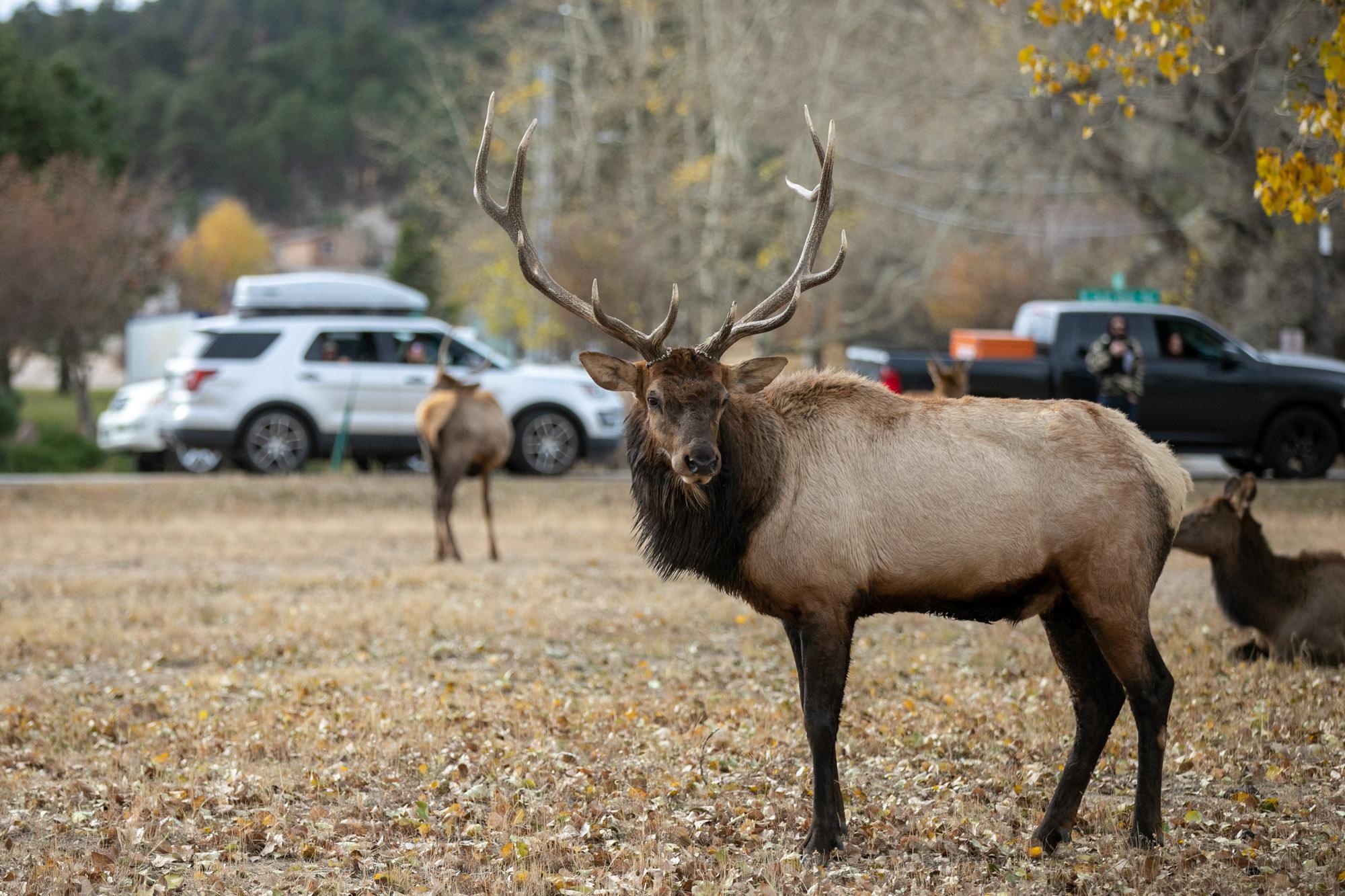 211023-ELK-ESTES-PARK