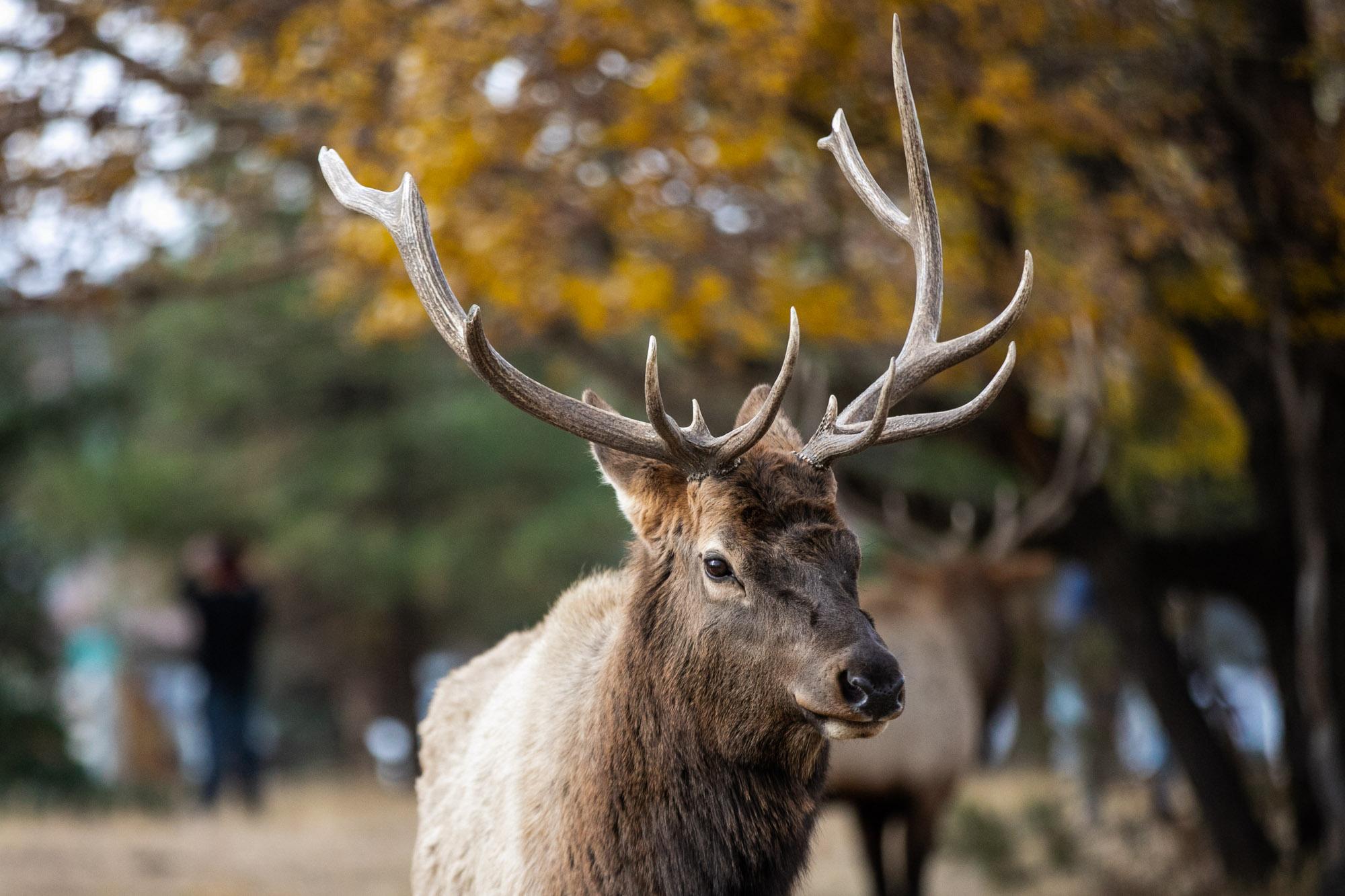 211023-ELK-ESTES-PARK