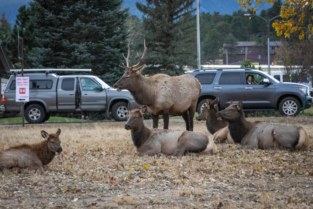 211023-ELK-ESTES-PARK