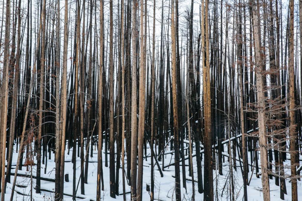 211014-CAMERON-PEAK-FIRE-WILDFIRE-BURN-SCAR