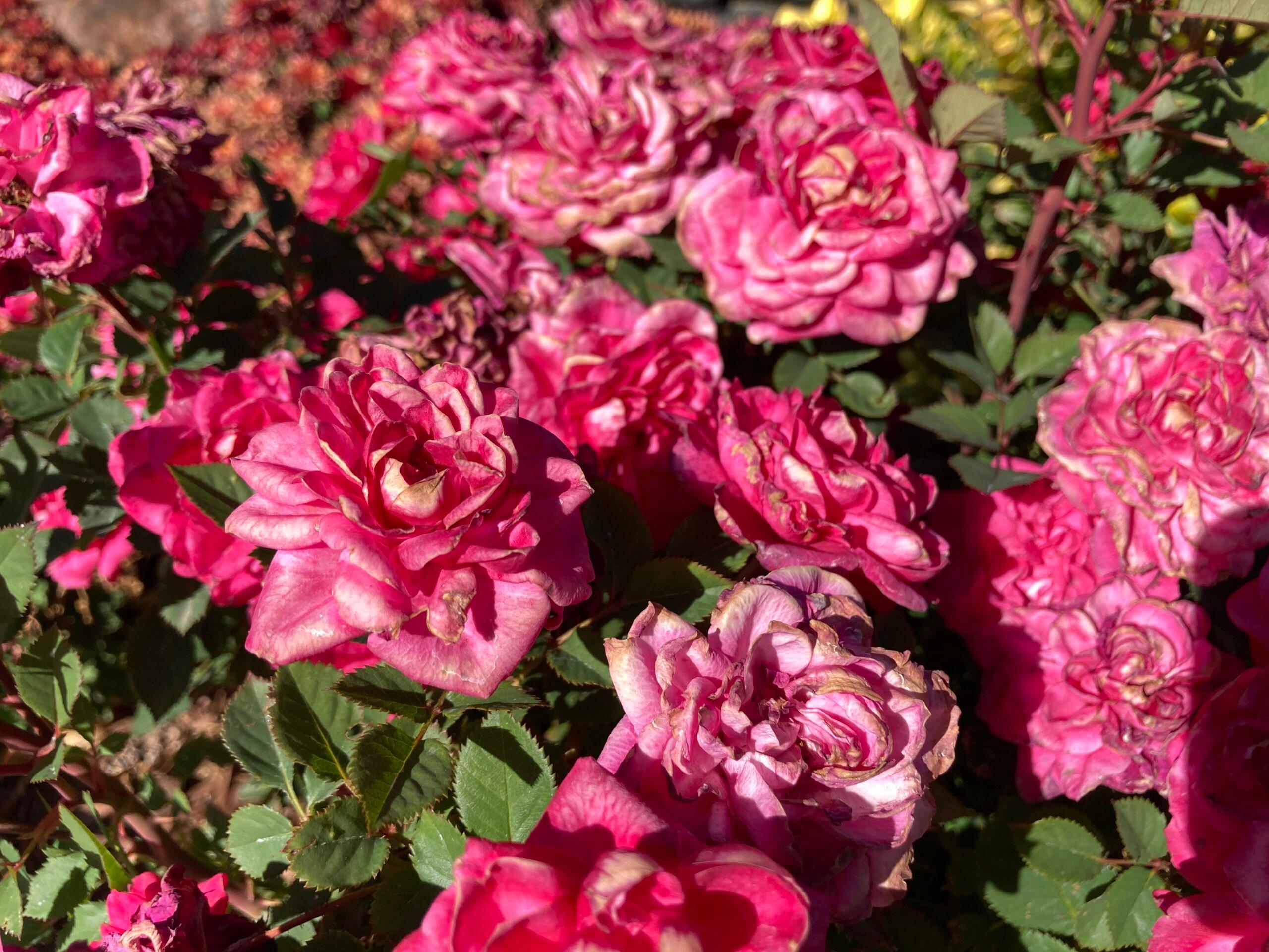 Roses rose bush