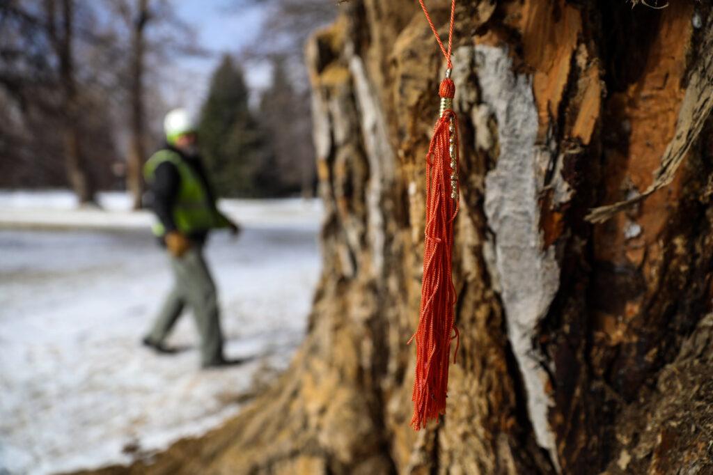 220120-OLD-MAIN-COTTONWOOD-CU-BOULDER