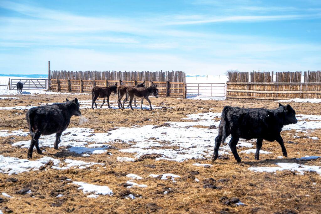 Gittleston Ranch in Jackson County, outside of Walden, Colo. March 18, 2022.