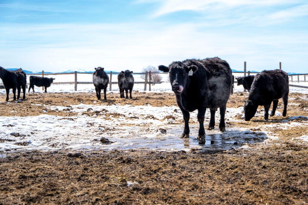 Gittleston Ranch in Jackson County, outside of Walden, Colo. March 18, 2022.