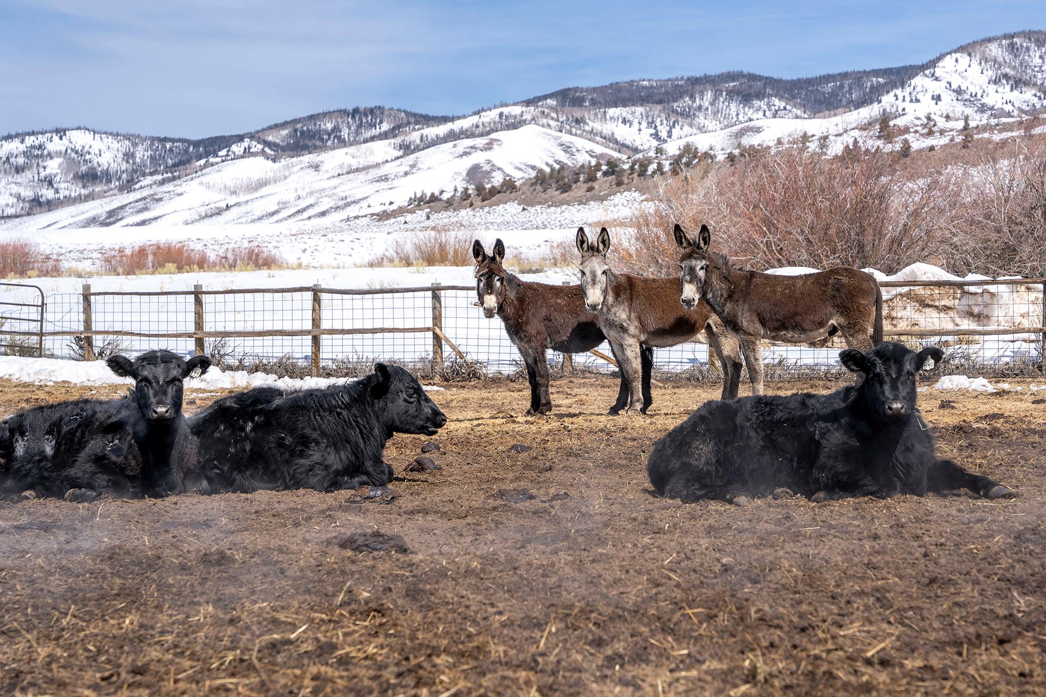 Gittleston Ranch in Jackson County, outside of Walden, Colo. March 18, 2022.