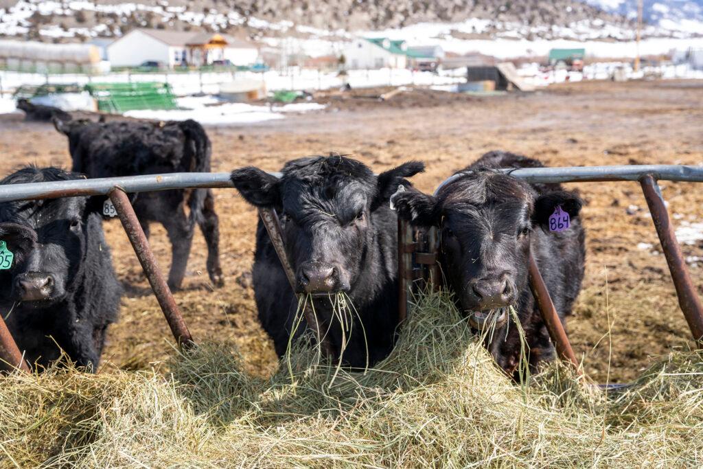 Gittleston Ranch in Jackson County, outside of Walden, Colo. March 18, 2022.