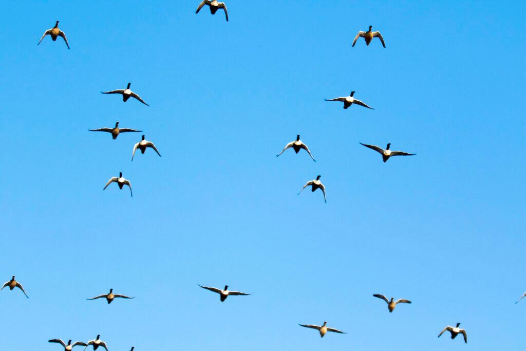 Canada geese fly over City Park. Jan. 15, 2020.
