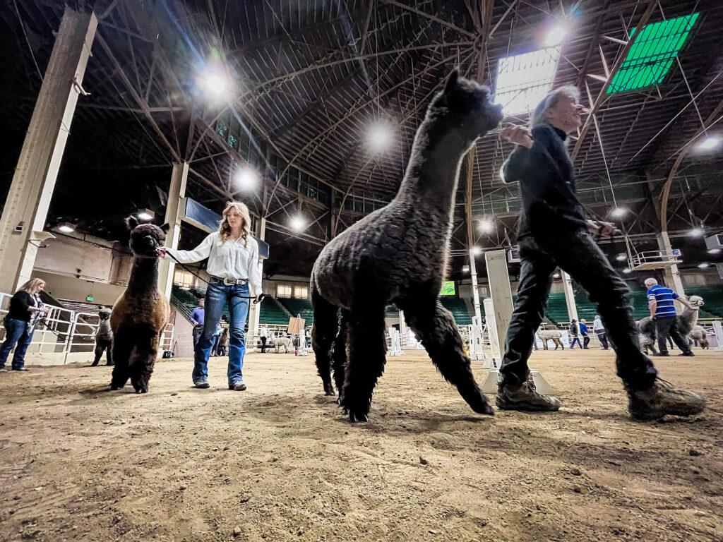 220429-ALPACA-SHOW-NATIONAL-WESTERN