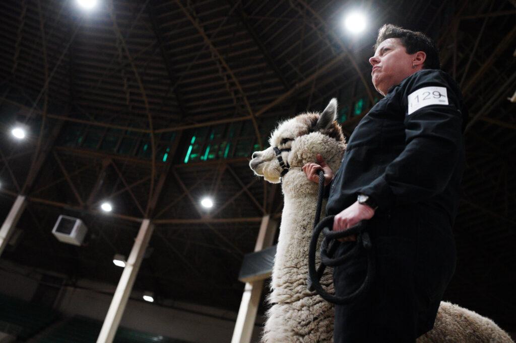 220429-ALPACA-SHOW-NATIONAL-WESTERN