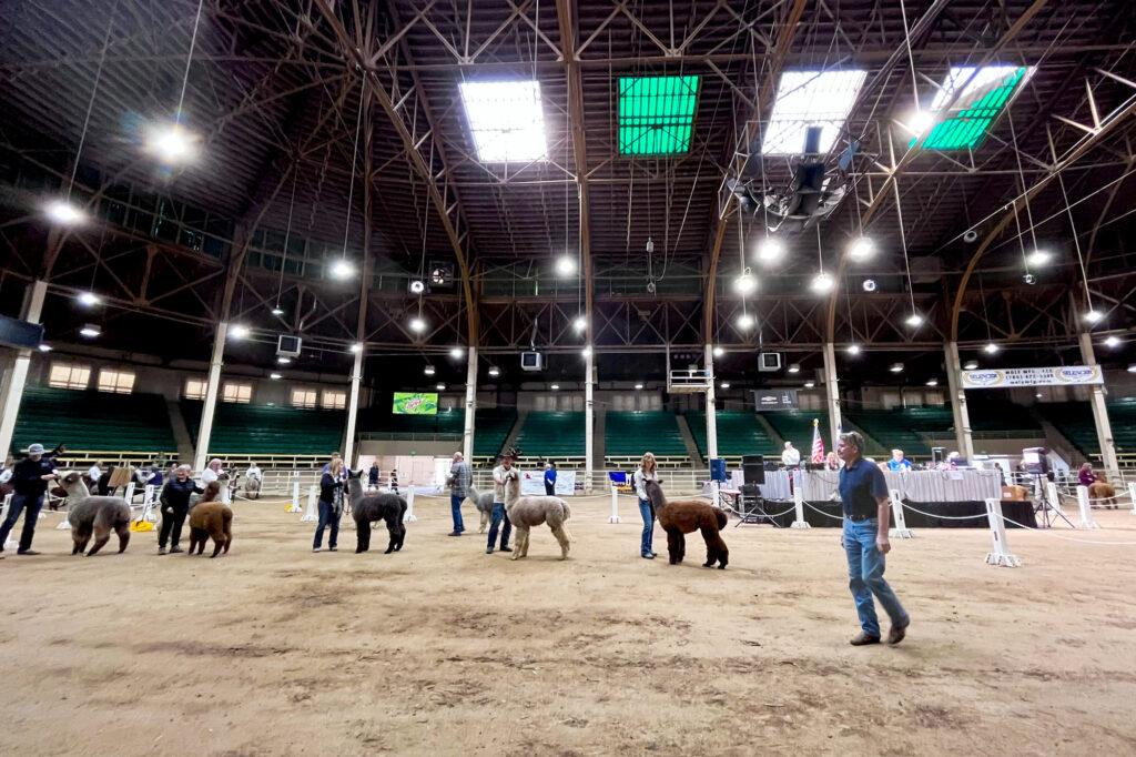 220429-ALPACA-SHOW-NATIONAL-WESTERN