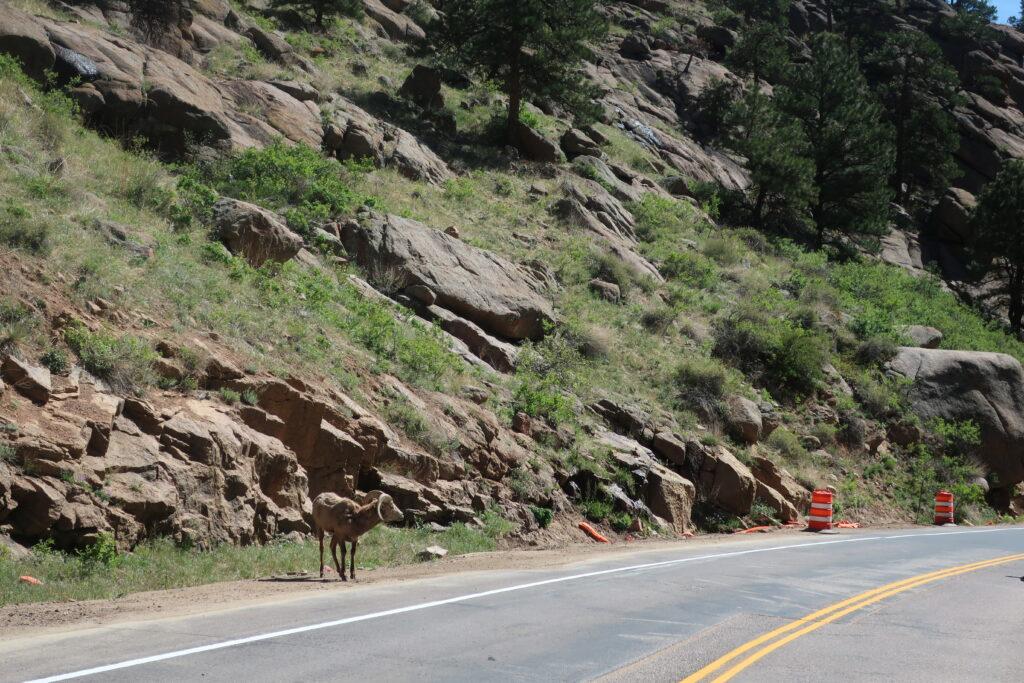 Bighorn sheep on Highway 7