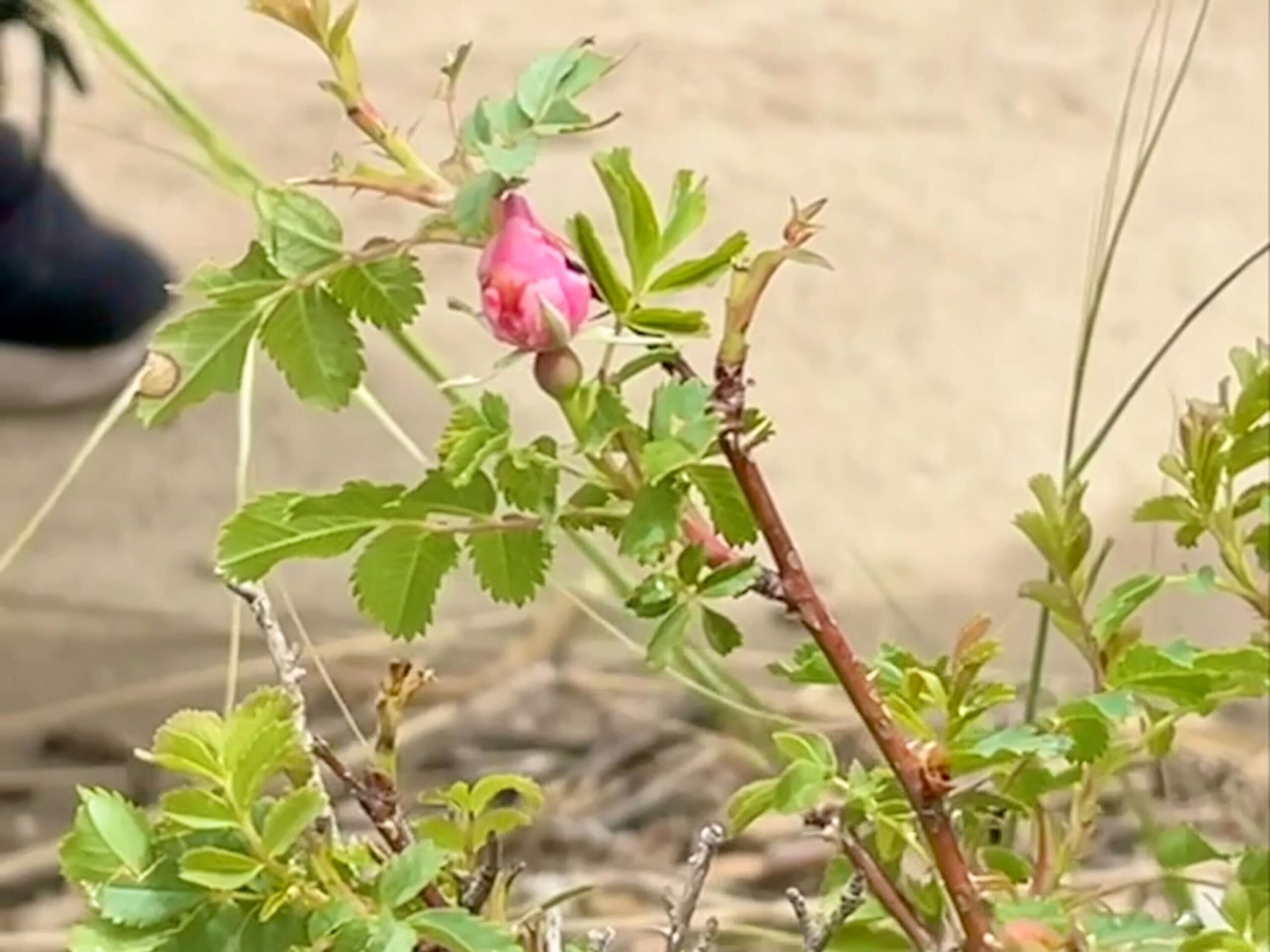 The Camp Amache rose buds