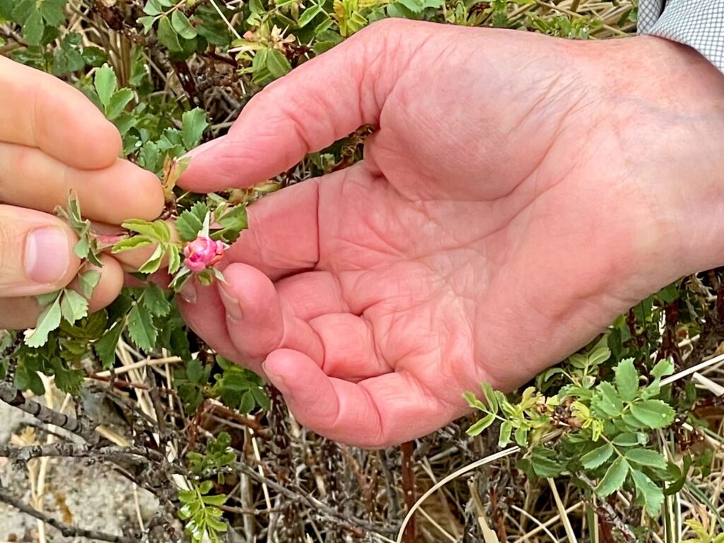 The Camp Amache rose buds