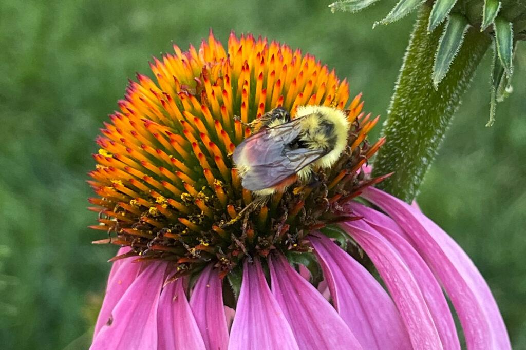 220701-HONEY-BEES-TASTING