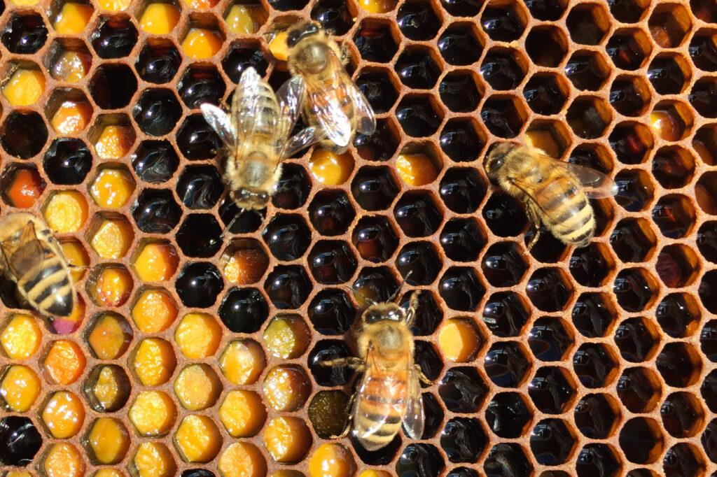220701-HONEY-BEES-TASTING