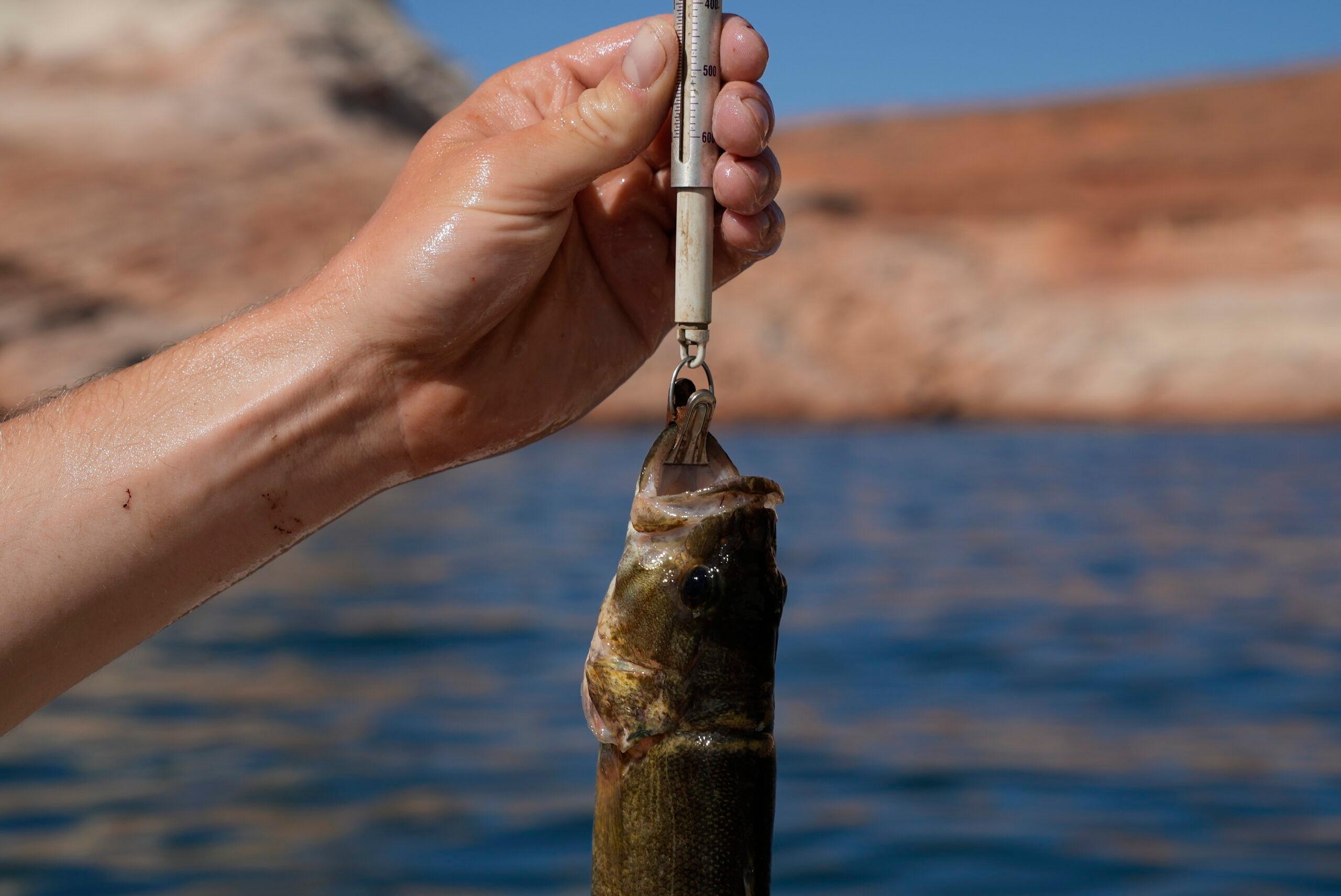 Colorado River Scientists Fears Affirmed