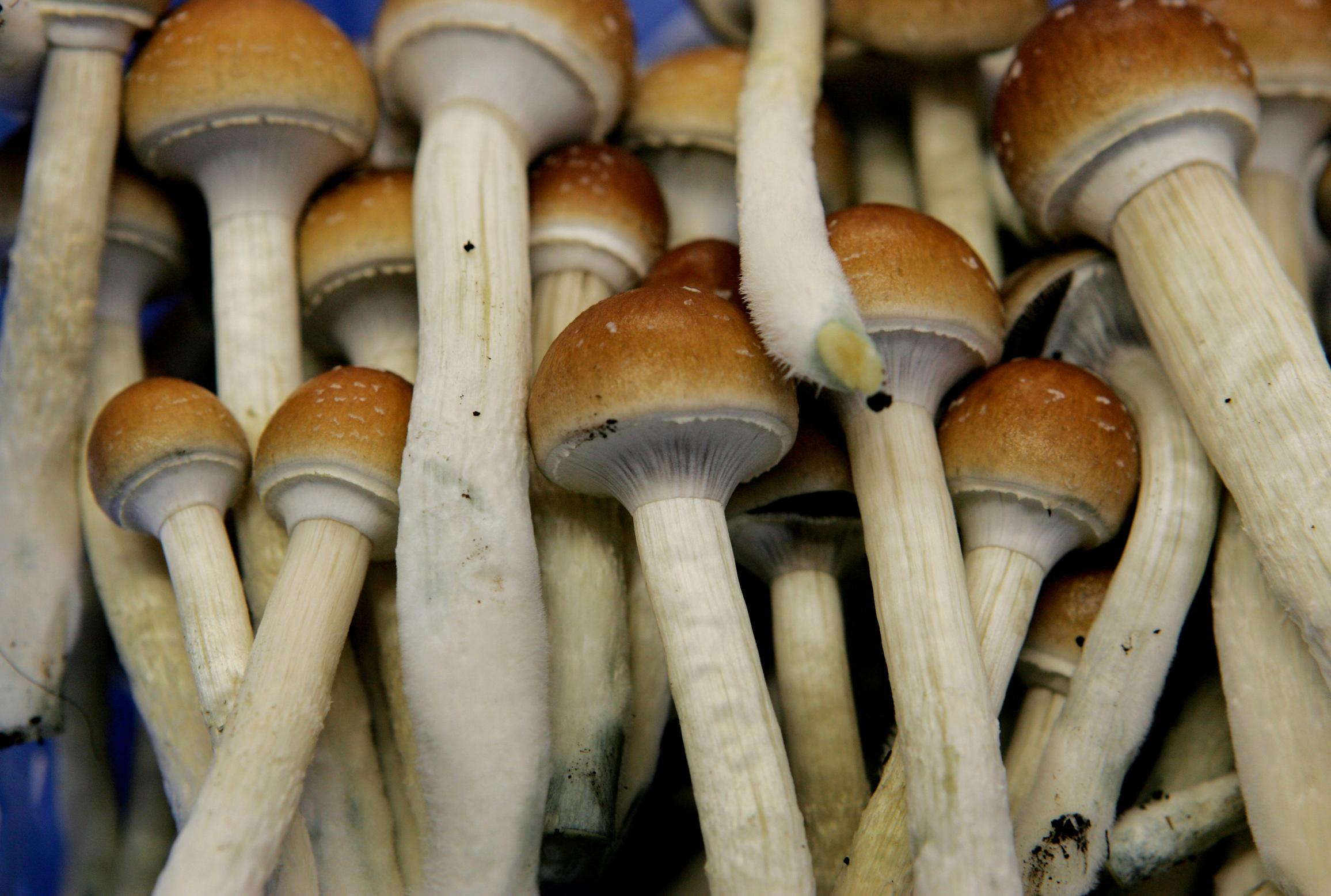 Ann Arbor Decriminalized Magic Mushrooms