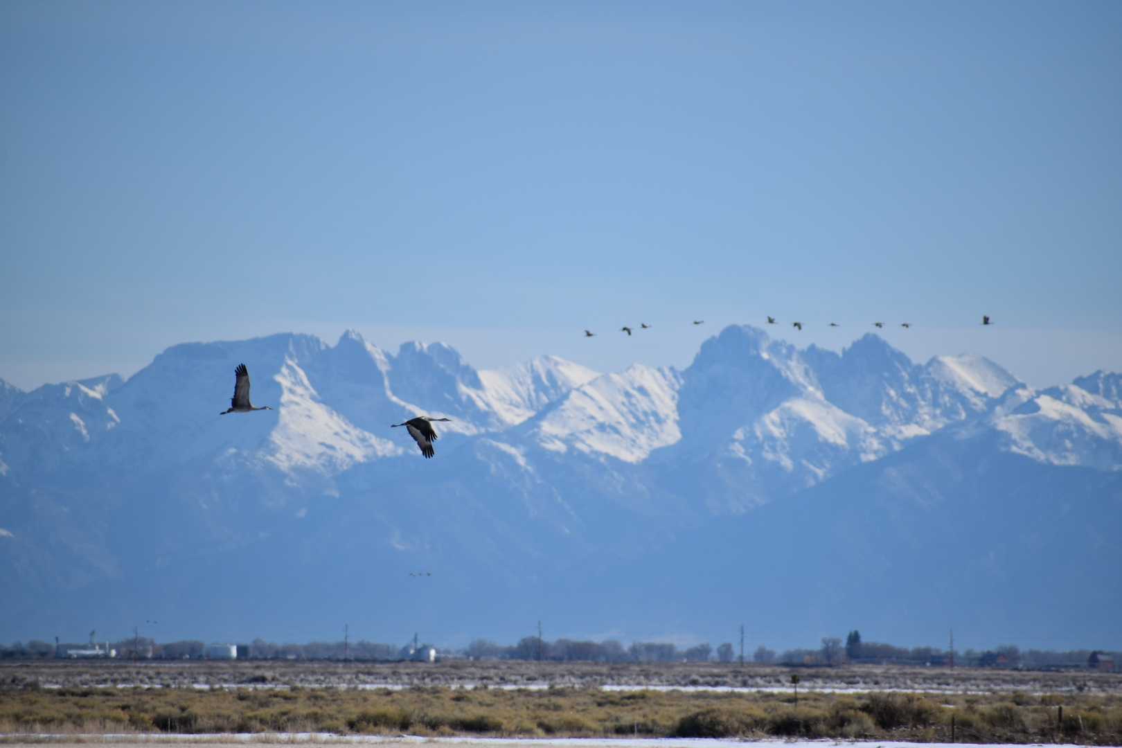 20220830-SANHILL-CRANES-MONTE-VISTA-WILDLIFE-SAN-LUIS-VALLEY